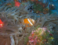 This little shrimp perched on the head of this two stripe damsel fish is a perfect example of the symbiotic relationship that exists in the sea. 