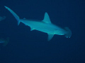 Awesome dive with 13 Hammerheads for 20 minutes, we were able to get right in amongst them for most of the time.
I used a Canon G7 in Canon housing.