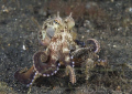 Veined octopus. Lembeh straits. D200, 60mm.