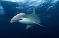Great hammerhead...under dive boat.. one i will never forget ... D70 10.5mm .. 