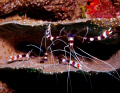 Banded Coral Shrimp