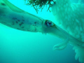 Saw these squids busy laying eggs while doing my safety stop in Lembeh - not very often does one get a chance to take a close-up of these elusive creatures.