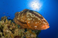 Grouper at Little Cayman.  Nikon D200, 10.5 lens