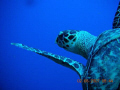 Sea turtle just ahead of me on my 1st underwater photo shoot.