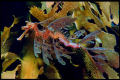 Leafy Sea Dragon, Breaksea Island, Western Australia