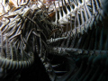shrimp perfectly camouflaged in a feather star