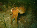 blue ring octopus