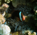 This is a female Tomato Anenomefish (pomacentridae amphiprion frenatus) posing for me at Gab Gab reef in Apra Harbor.  Digital Intova 6MP w/ external auto sync flash.