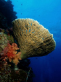 hard coral with softcoral