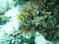 red sea anemone fish in their anemone