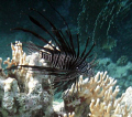 lion fish in the red sea 
vivitar vivicam yellow