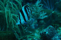 Banded butterfly fish