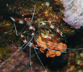 Banded Coral shrimp 