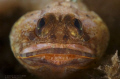 Jawfish with eggs. D200,105vr + Nikon 6T, Seacam Housing, Inon z240 strobes