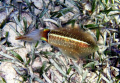 While snorkeling at Grand Cayman I came upon several squid.  This one was taken with a Canon SD550.