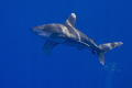 Oceanic White tip shark. Amazing creature