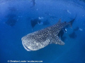Whale Shark and Mantas. Baa Atoll, Maldives. Olympus SP350, Inon fisheye lens.  