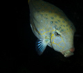 A sleeping boxfish on our ski area wreck dive.  Kwajalein Lagoon.
Canon Powershot S70 internal flash.