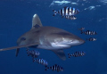 Oceanic Shark with Pilot fish D100 12-24mm