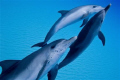  Stenella frontailis / Atlantic spotted Dolphins @ the Ridge in the Bahamas