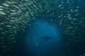 Taken at Cousins Rock in the Galapagos Islands. The sea lion was feeding in the school of salemas.