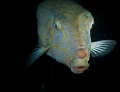 Night images on a walk-in wreck.