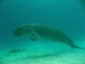 The shy and happy dugong