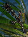 My First Ghost Pipefish - Taken at Kaputian divesite at Samal Island in Davao City. Camera used: Canon A650IS, no strobe - 091108