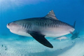Tiger shark shot in the Bahamas with a nikon D70s and 10.5mm fisheye lens, no cage.