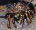 CAribbean Spiny Lobster. I cropped this one to show the amazing colours on these guys - more than just food I think you'll agree! DC600 Sealife w/strobe at 65ft