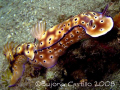 Nudi Tow - Taken while snorkelling in front of Pearl Farm Beach Resort in Samal Island, Davao City. Camera used: Canon A650IS, no strobe. - 091208