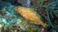 Rockhind Grouper