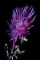 Nudibranchs - Cratena peregrina