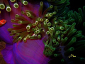 Just played with the light on this anemone and the little pink damsel who makes it home.  Canon Powershot S70 single flash.