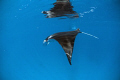 Manta Ray diving below the surface as I try to approach real slow and careful.