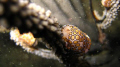 Flamingo Tongue Snail @ El Escambron.  San Juan , PR