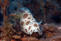 Discodoris Atromaculata shot near Elba island