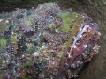 Scorpian fish sat in tube coral, Macro, Sea & sea DX300, YS25 Auto Strobe. F2.9,  Iso 125