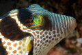 A Saddled Puffer (Canthigaster valentini) portrait. Could you imagine more colours?