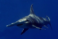 Great Hammerhead Shark