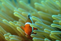 Clownfish and anemone looking straight to me.
Nikon D100 and Macro 60 mm lens