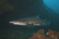 Ragged tooth shark in Aliwal Shoal east coast.