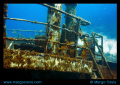 The Sea Star ship wreck in Grand Bahamas.