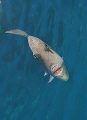 Triggerfish (Balistes capriscus).