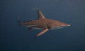 blacktip.natural light using magic filter.