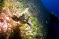 Grouper in the Coral Garden Gozo
