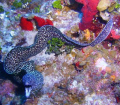 Spotted Moray - 100 ft. with Sealife DC600 - unusual around here to see these guys open - usually tucked-away with only their head showing