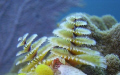 Christmas tree worms. Sea & Sea dx300, ys25 auto