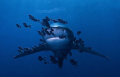 Oceanic Shark... getting near dusk so they were coming in close to check things out...D100 12-24mm