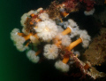 Image taken on the wreck of the Tapti off the coast of Coll in the Western Isles of Scotland.